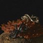 sm_image 1